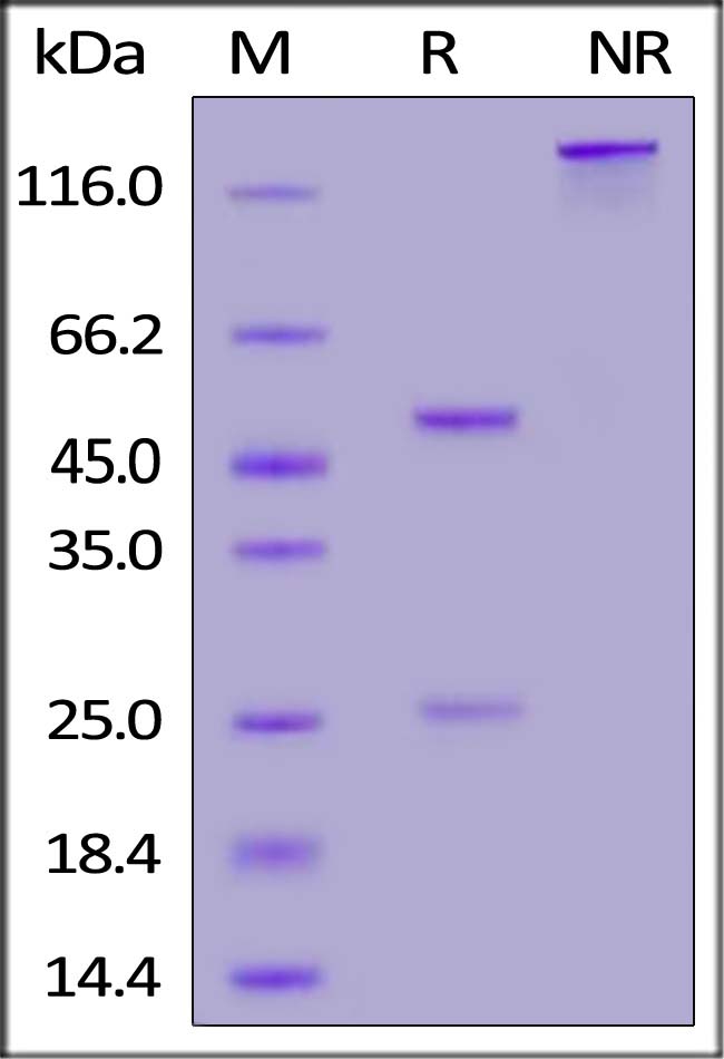 Anti-SARS-CoV-2 Spike RBD Antibody, Mouse IgG1 (AS106) (Beta & Gamma Specific) (Cat. No. SPD-M416) SDS-PAGE gel