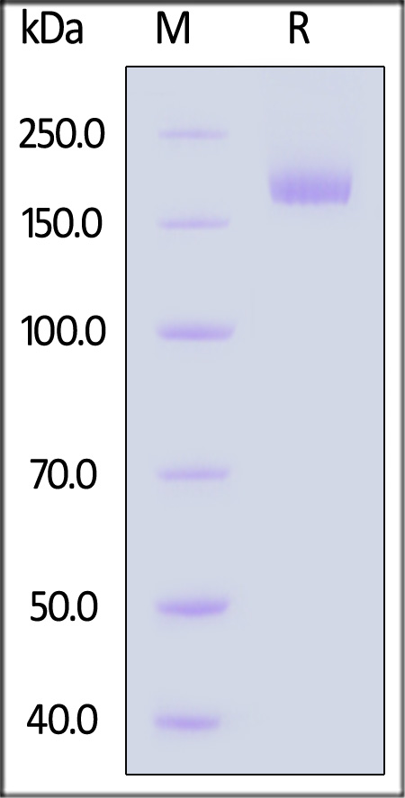 Bat SARS-like coronavirus RsSHC014 Spike Trimer, His Tag (Cat. No. SPN-B52H8) SDS-PAGE gel