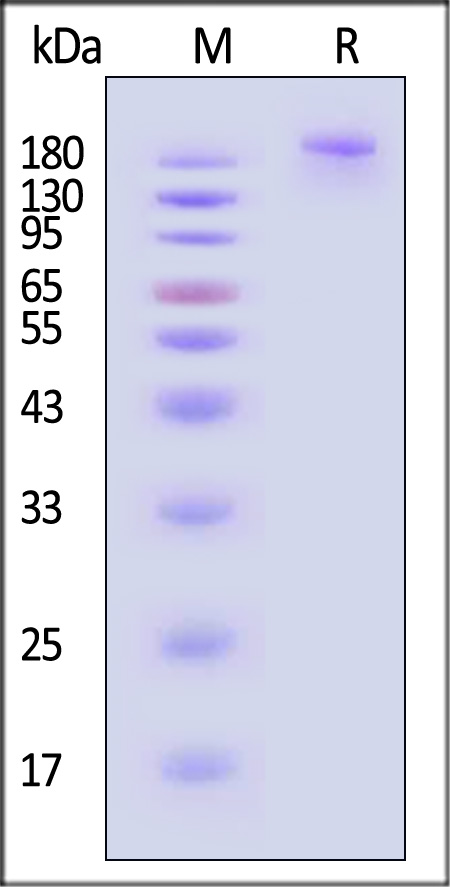 Spike protein SDS-PAGE