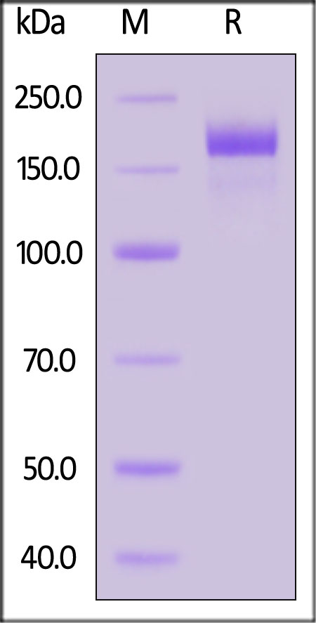 Spike protein SDS-PAGE