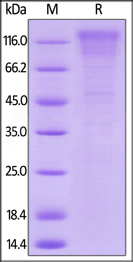 Biotinylated Human CD96, His,Avitag (Cat. No. TAE-H82E3) SDS-PAGE gel