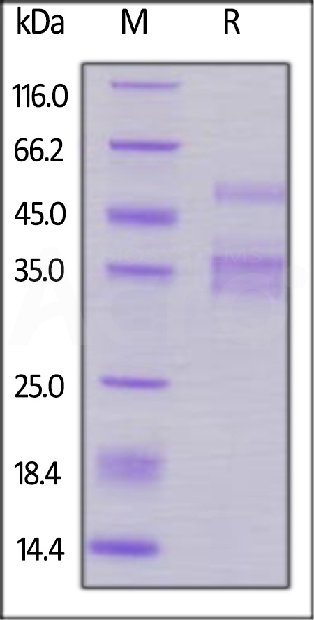 Biotinylated Human TACI, Fc,Avitag (Cat. No. TAI-H82F6) SDS-PAGE gel