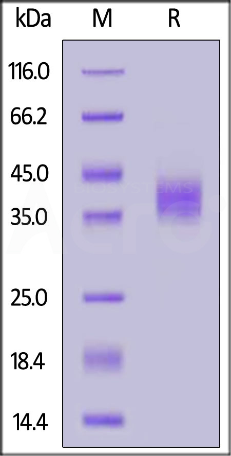 Human Tissue Factor, His Tag (Cat. No. TF3-H52H5) SDS-PAGE gel