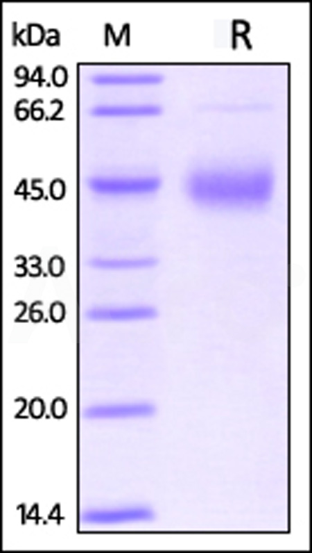 Biotinylated Human TFPI, His Tag, primary amine labeling (Cat. No. TFI-H8226) SDS-PAGE gel