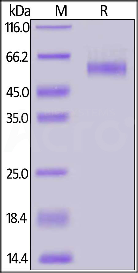 Biotinylated Human TGFBR2, Fc,Avitag (Cat. No. TG2-H82F6) SDS-PAGE gel