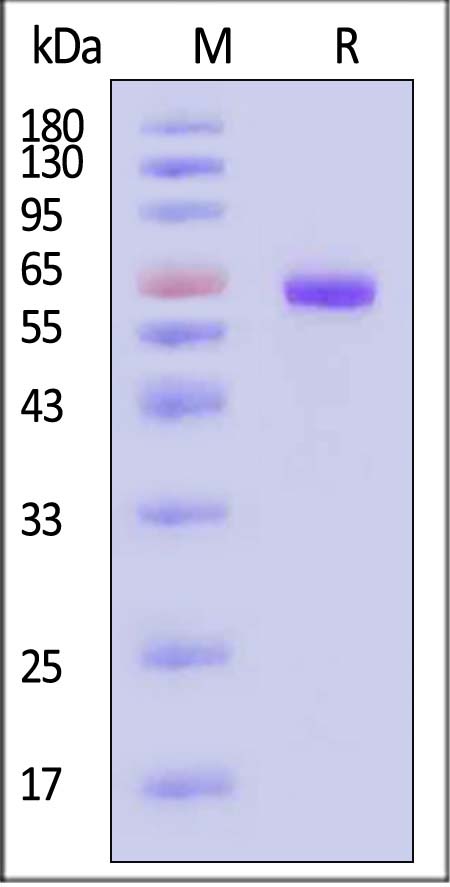 Thrombopoietin R SDS-PAGE