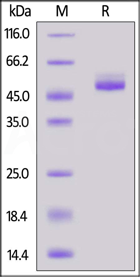 Cynomolgus / Rhesus macaque TIGIT, Mouse IgG2a Fc Tag (Cat. No. TIT-C5253) SDS-PAGE gel