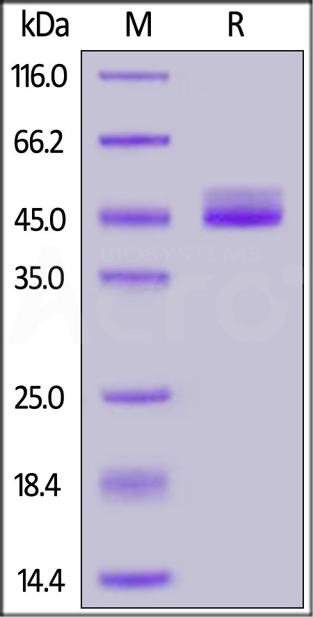 Cynomolgus / Rhesus macaque TIGIT, Fc Tag (Cat. No. TIT-C5254) SDS-PAGE gel