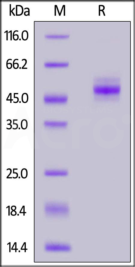 Biotinylated Human TIGIT, Mouse IgG2a Fc,Avitag (Cat. No. TIT-H82F3) SDS-PAGE gel