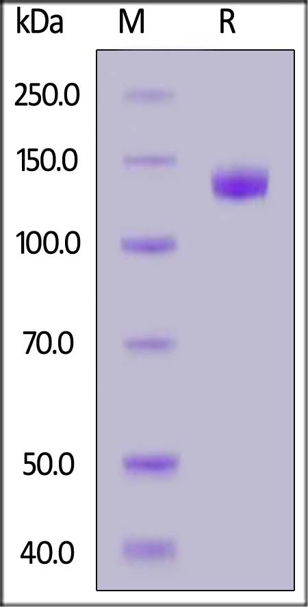 Human TLR3, Fc Tag (Cat. No. TL3-M5255) SDS-PAGE gel