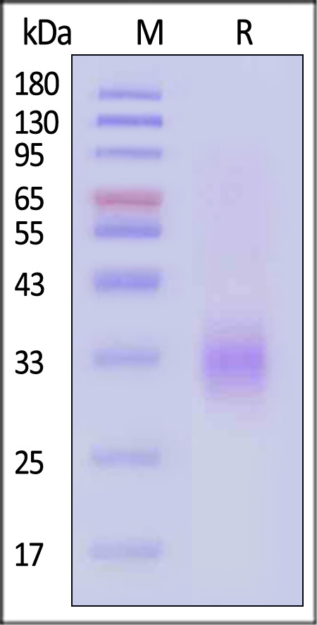 Human TNFR1, His Tag (Cat. No. TN1-H5222) SDS-PAGE gel
