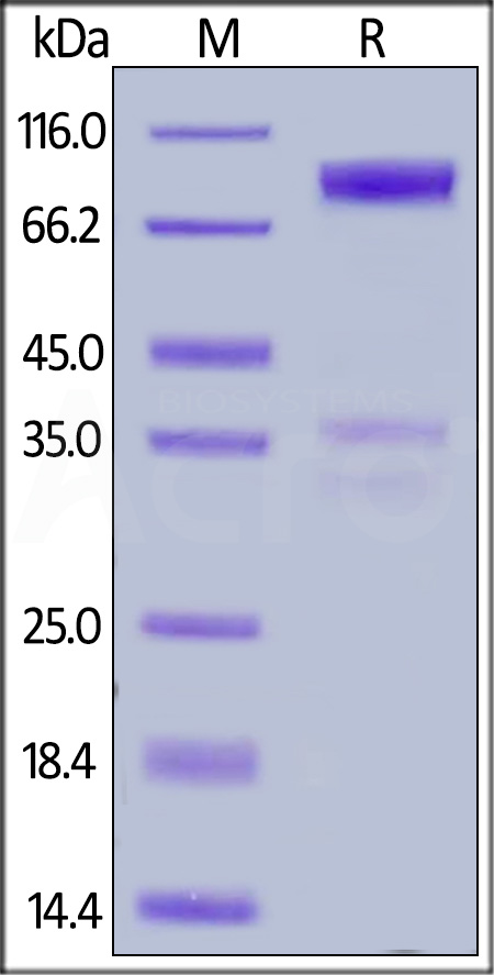 Human DR6, Fc Tag (Cat. No. TN1-H5252) SDS-PAGE gel