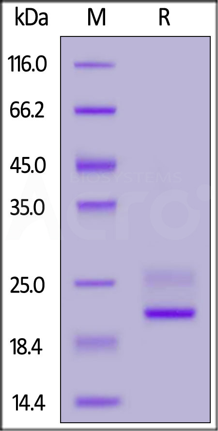 Biotinylated Mouse TNF-alpha, His,Avitag (active trimer) (MALS verified) (Cat. No. TNA-M82E9) SDS-PAGE gel