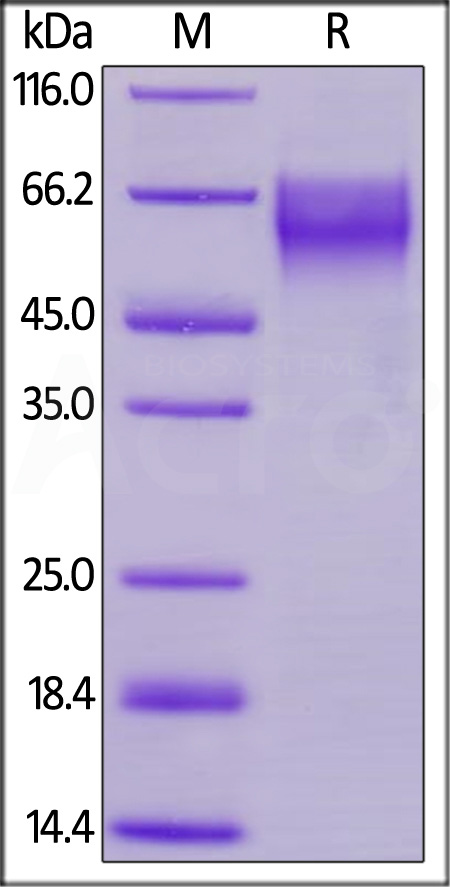 Biotinylated Human TPBG, His,Avitag (Cat. No. TPG-H82Eb) SDS-PAGE gel