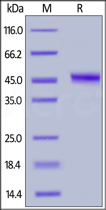 Human TRAIL R2, Fc Tag (Cat. No. TR2-H5255) SDS-PAGE gel