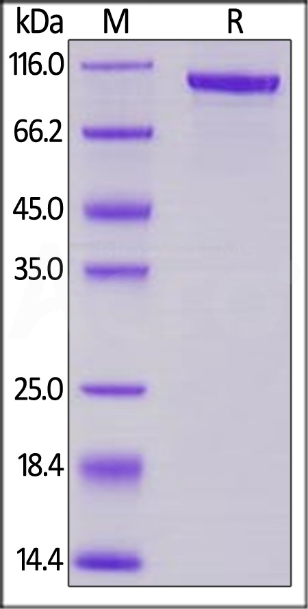 Mouse Transferrin, Mouse IgG2a Fc Tag, low endotoxin (Cat. No. TRN-M525b) SDS-PAGE gel
