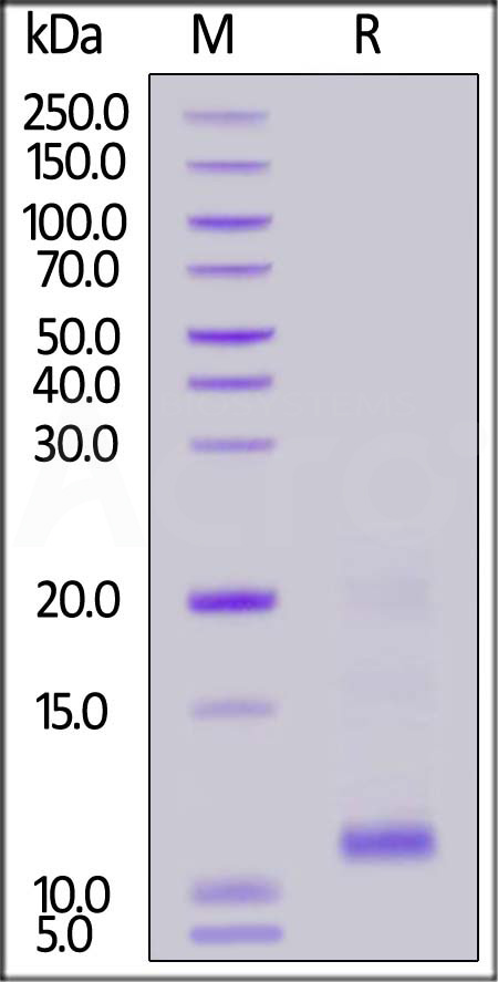 Biotinylated Cynomolgus TSLP, His,Avitag (Cat. No. TSP-C82E3) SDS-PAGE gel