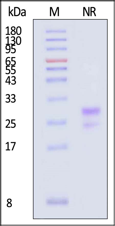 Biotinylated Human TSLP, His,Avitag (Cat. No. TSP-H82Eb) SDS-PAGE gel