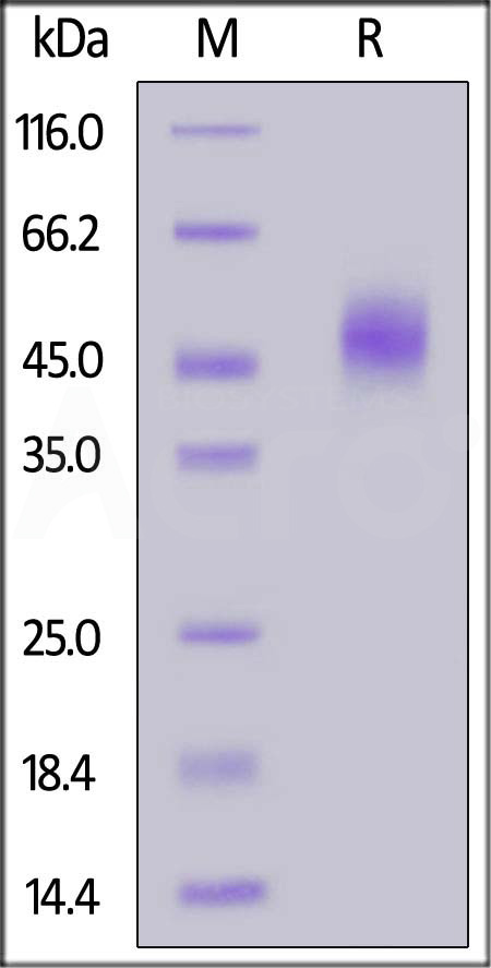 FITC-Labeled Human uPAR, His Tag (Cat. No. UPR-HF2H3) SDS-PAGE gel
