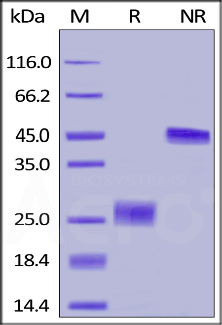 Biotinylated Human VEGF165, epitope tag free, primary amine labeling (Cat. No. VE5-H8210) SDS-PAGE gel