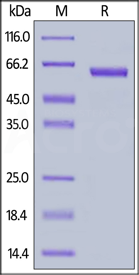 Biotinylated Human VSIG3, Fc,Avitag (Cat. No. VS3-H82F9) SDS-PAGE gel