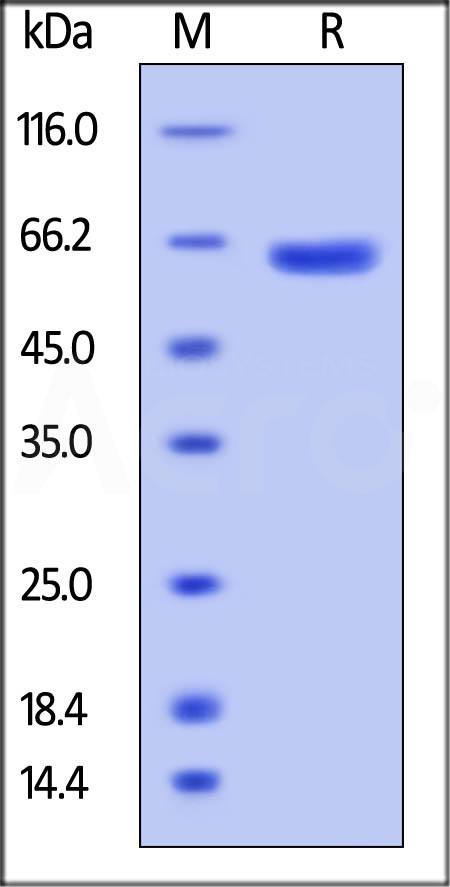 Biotinylated Human VSIG8, Fc,Avitag (Cat. No. VS8-H82F2) SDS-PAGE gel