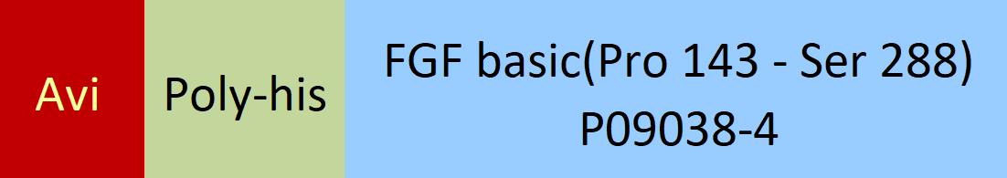 FGF basic Structure