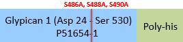 Online(Asp 24 - Ser 530) P35052-1 (S486A, S488A, S490A)