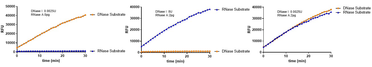 RNase A INTERFERENCE EFFECT