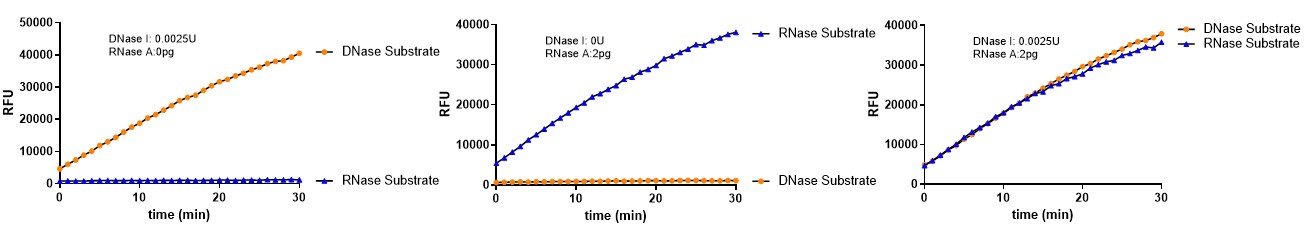 DNase I INTERFERENCE EFFECT