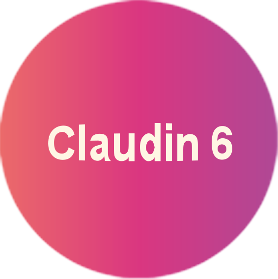 Claudin-6