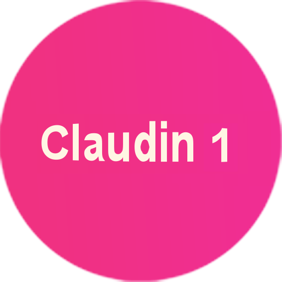 Claudin 18.4