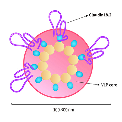 Claudin18.2-VLP