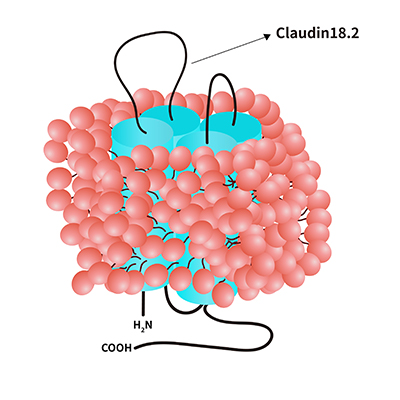 Claudin18.2-DDM/CHS