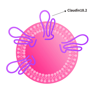 Claudin18.2-稳定细胞株