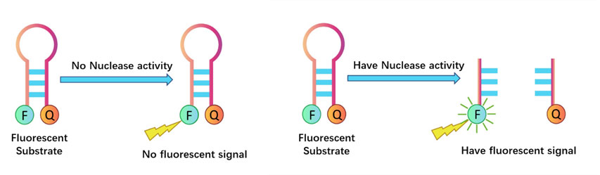 基于荧光探针法的DNase及RNase残留活性检测有赖于荧光团标记的RNA和DNA底物
