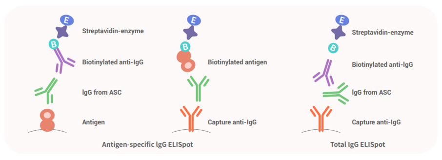 ELISpot检测B细胞不同方法的原理示意图