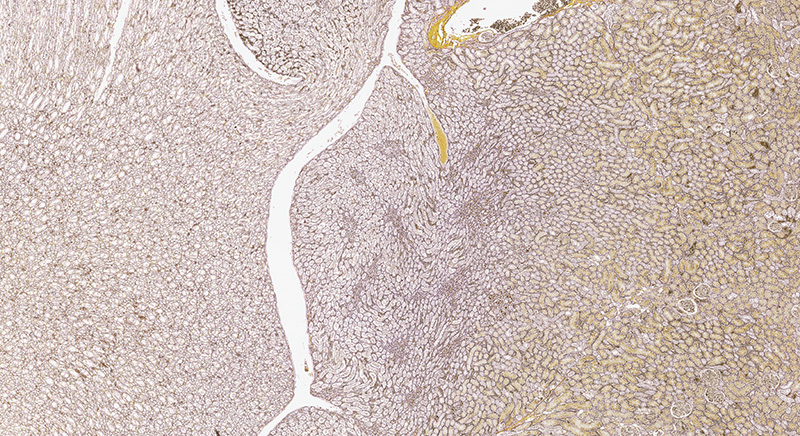 肾脏组织 网状纤维染色4X