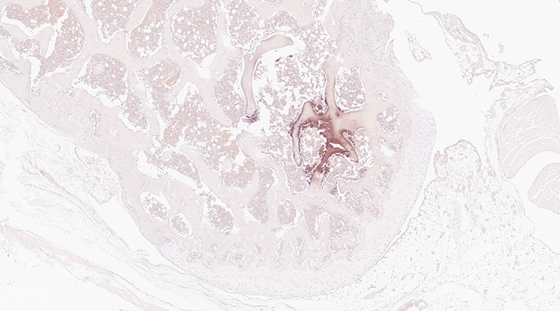 大鼠骨组织 茜素红染色 4X