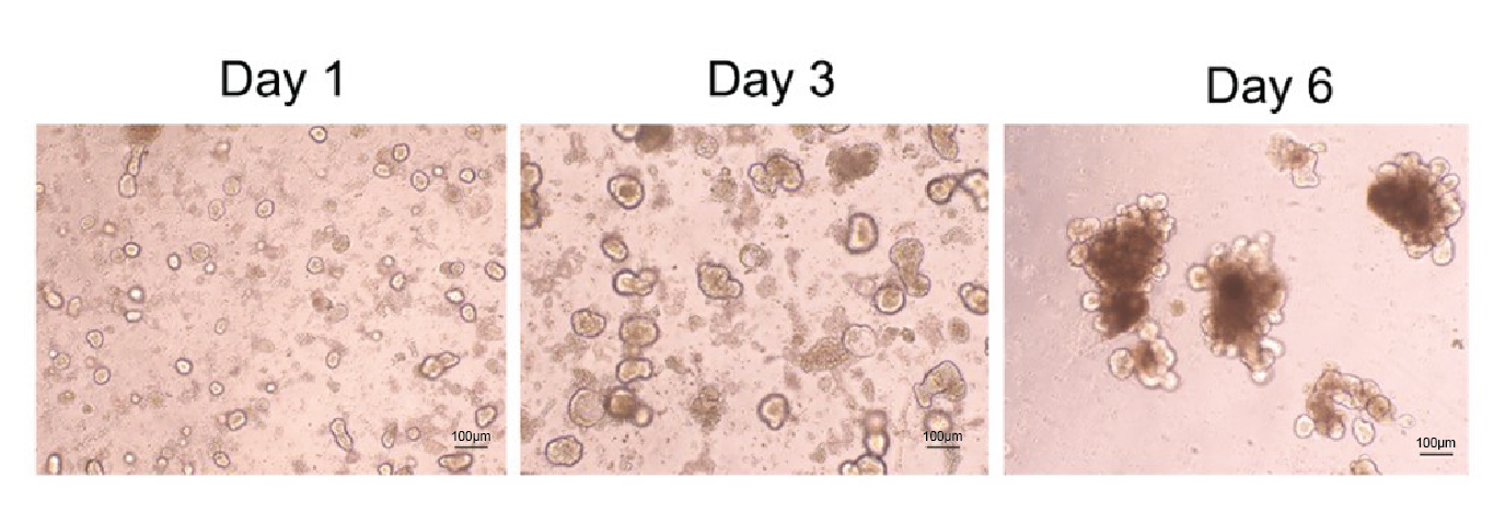 EGF、Noggin和R-spondin1细胞因子可高活性培养肠道上皮类器官