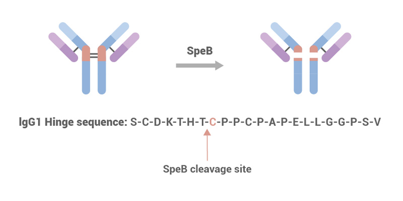 SpeB (40U/μl) (Cat. No. SPB-S5115)