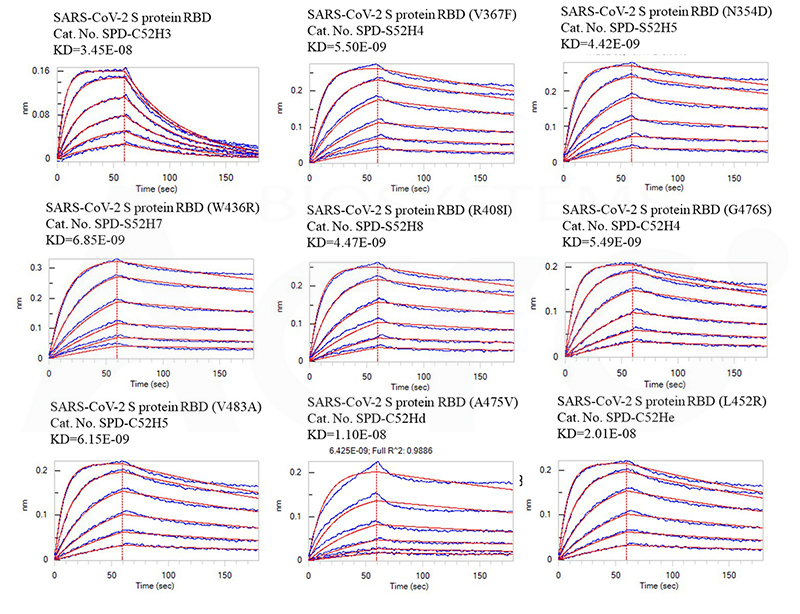 Fig 6 Affinity test between RBD mutants, variants and Human ACE2 by BLI assay