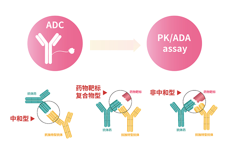 ADC中抗独特型抗体（ADA）开发服务