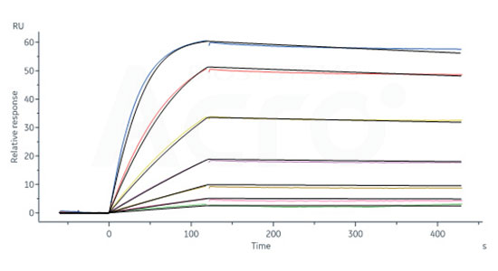 IL-2与IL-2受体蛋白的亲和力验证数据（SPR）