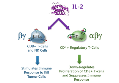 天然IL-2对免疫反应具有多效作用