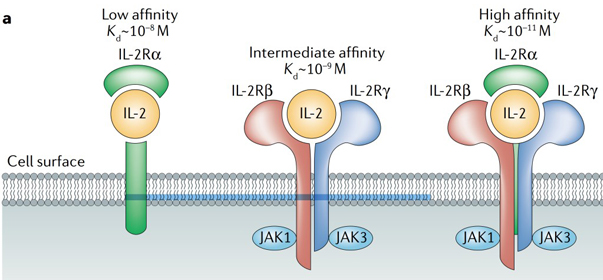 IL-2与低亲和力、中等亲和力和高亲和力IL-2受体结合的示意图