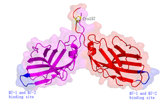 CTLA-4同源二聚体蛋白