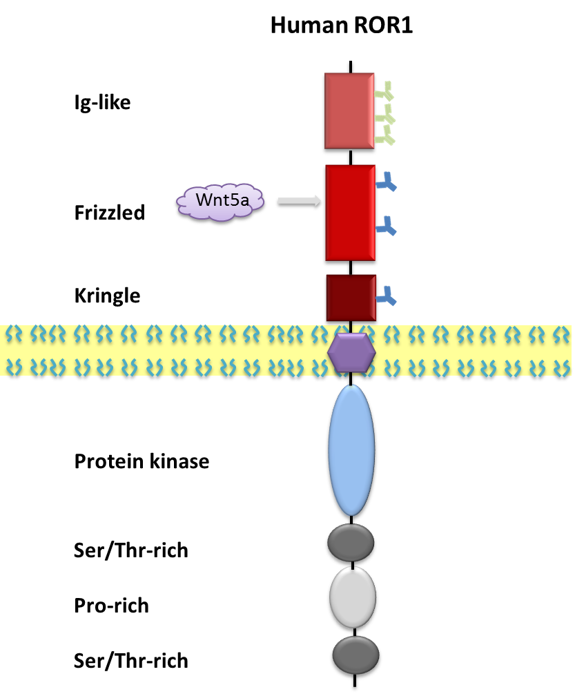 重组ROR1&ROR2蛋白