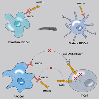 淋巴细胞活化基因3（LAG-3）