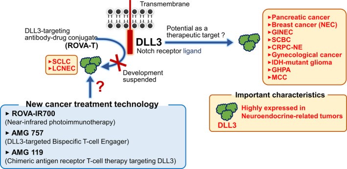 DLL3在恶性肿瘤中的表达和治疗潜力